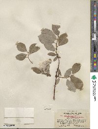 Salix barclayi image