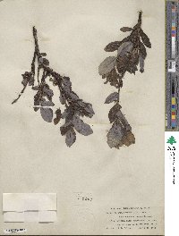 Salix barclayi image