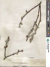 Salix barclayi image