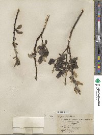 Salix barclayi image