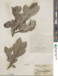 Salix barclayi image