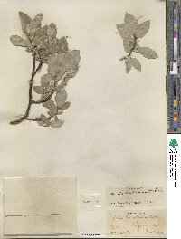 Salix barrattiana image