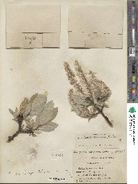 Salix barrattiana image