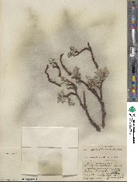 Salix barrattiana image