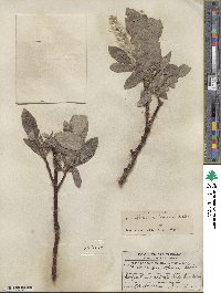 Salix barrattiana image