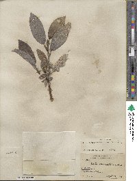 Salix barrattiana image