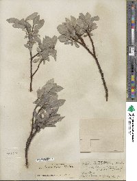 Salix barrattiana image