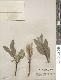 Salix barrattiana image