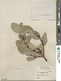 Salix barrattiana image