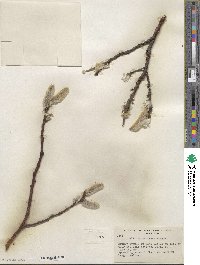 Salix barrattiana image