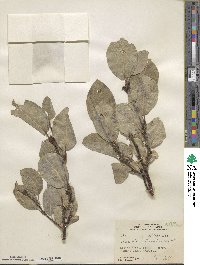 Salix barrattiana image