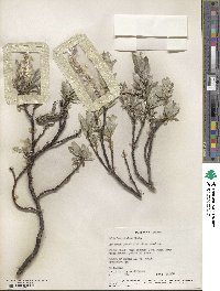 Salix barrattiana image