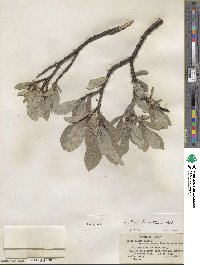 Salix barrattiana image