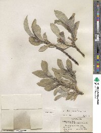 Salix barrattiana image