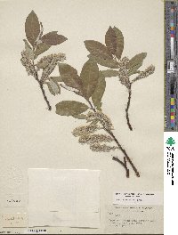 Salix barrattiana image