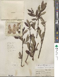 Salix barrattiana image