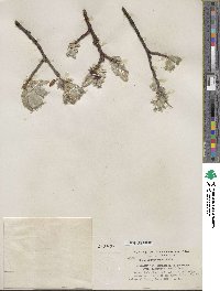 Salix barrattiana var. angustifolia image