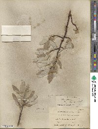 Salix barrattiana image