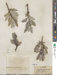 Salix barrattiana image