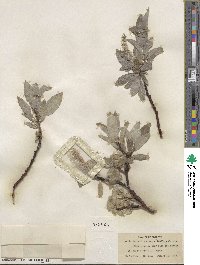 Salix barrattiana image