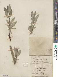 Salix barrattiana var. angustifolia image