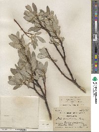 Salix barrattiana var. angustifolia image