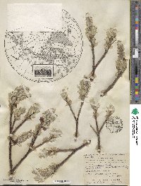 Salix barrattiana image