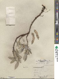 Salix barrattiana var. angustifolia image