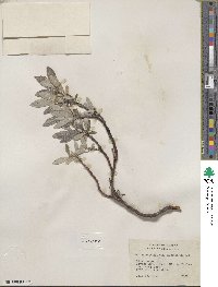 Salix barrattiana image