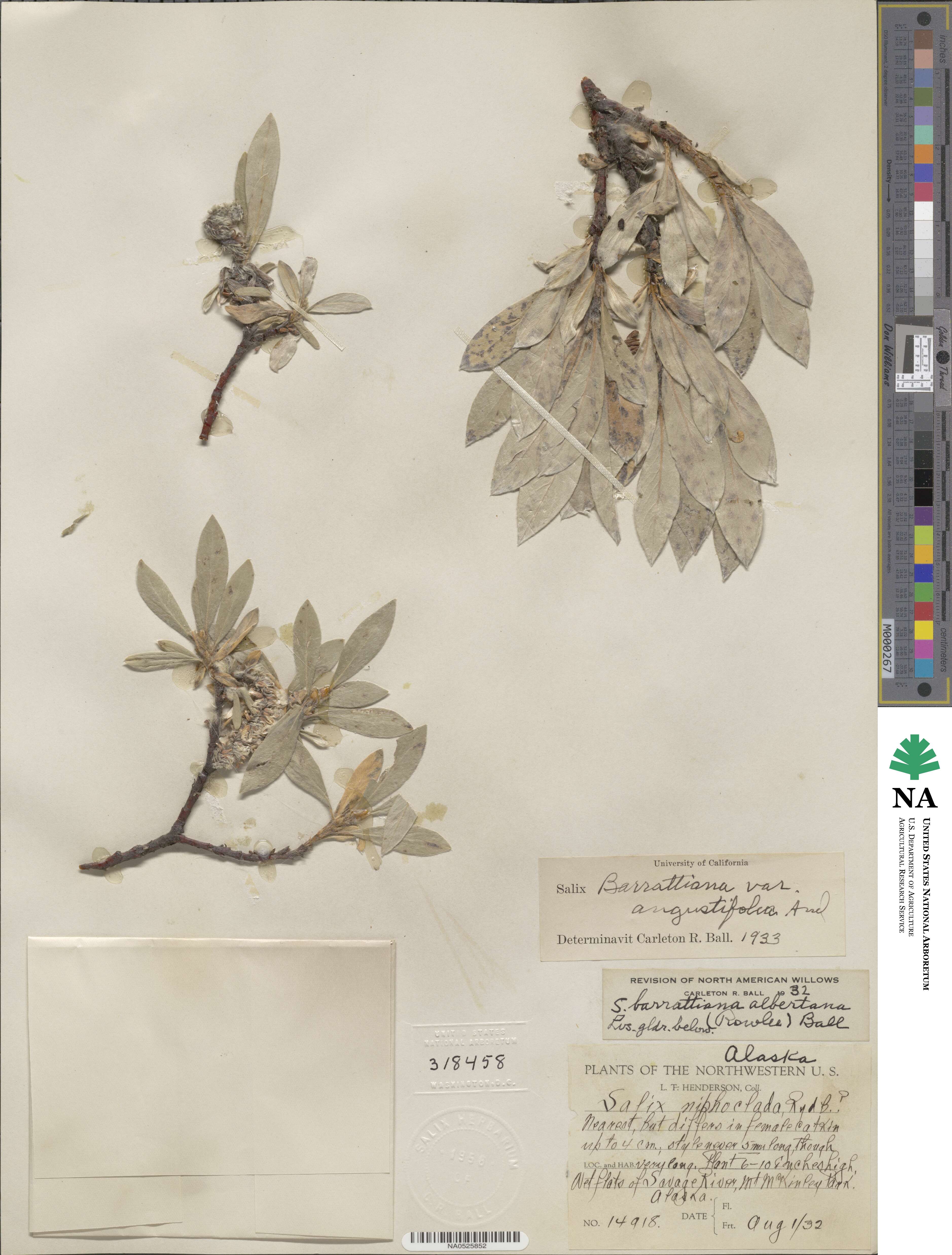 Salix barrattiana image