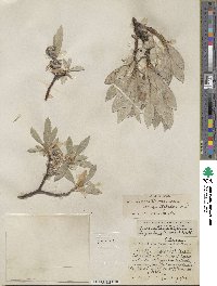 Salix barrattiana image