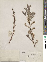 Salix bebbiana image