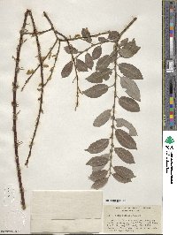 Salix bebbiana image