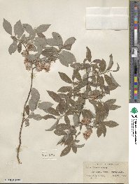 Salix bebbiana image