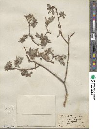 Salix bebbiana image