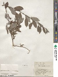 Salix bebbiana image