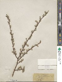 Salix bebbiana image