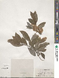 Salix bebbiana image