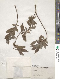 Salix bebbiana image