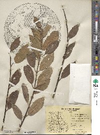 Salix bebbiana image