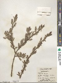 Salix bebbiana image