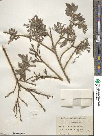 Salix bebbiana image