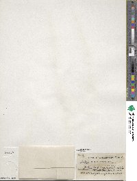 Salix bebbiana image