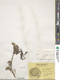 Salix bebbiana image