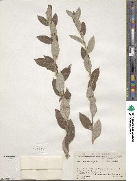 Salix bebbiana image