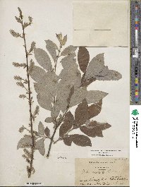 Salix bebbiana image