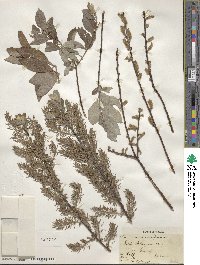 Salix bebbiana image