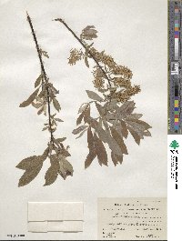 Salix bebbiana image