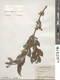Salix bebbiana image