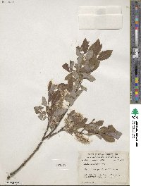 Salix bebbiana image